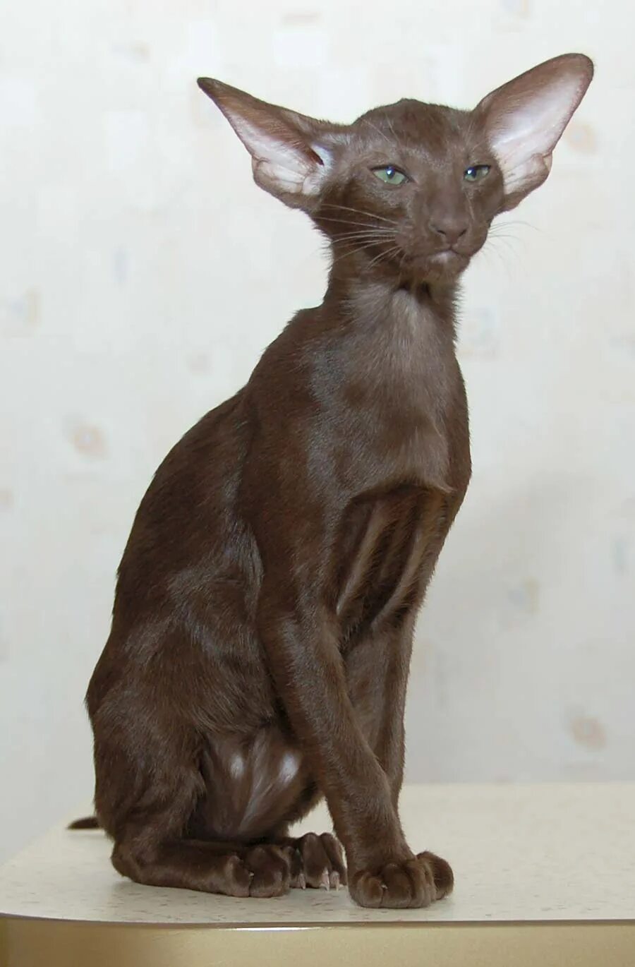 Кот породы ориентал фото цена Ориентальные кошки характеристика породы