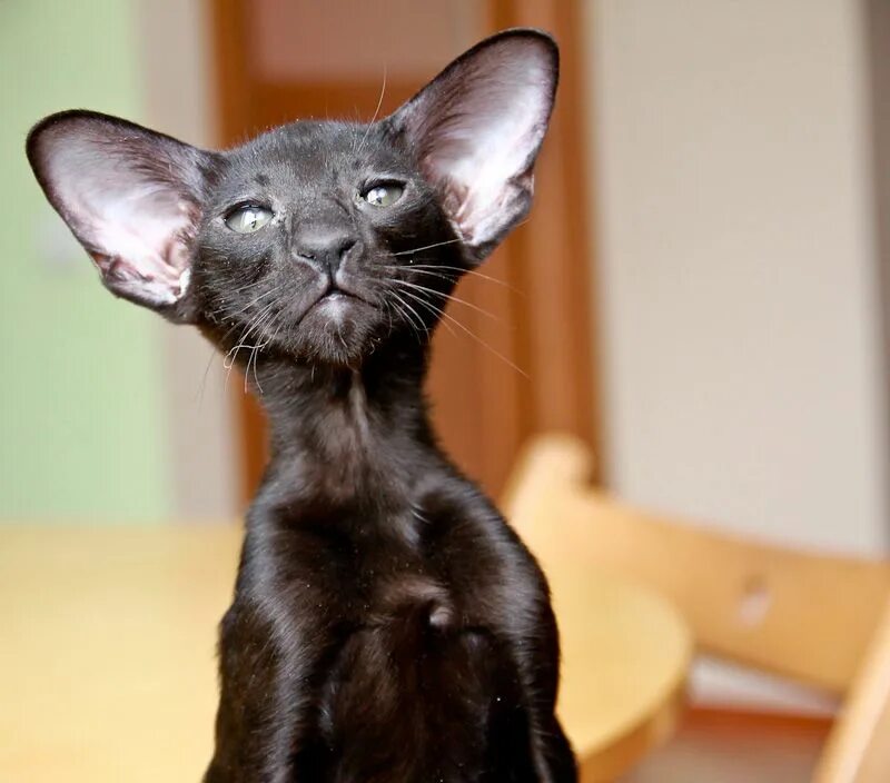 Кот породы ориентал фото цена 1B ориентальная кошка CatAvatar