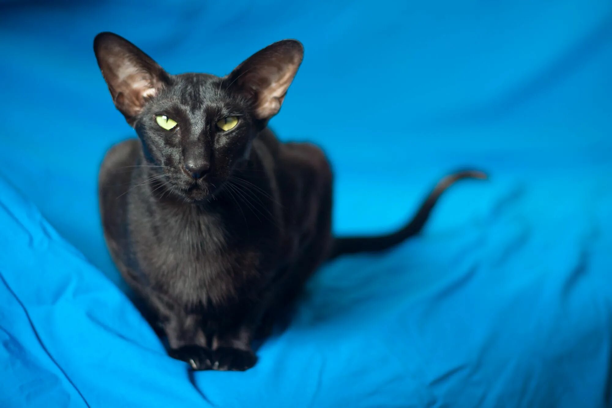 Кот породы ориентал фото цена Pin on kitties!