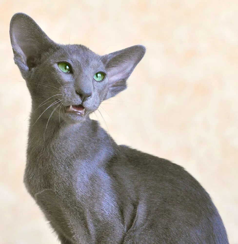 Кот породы ориентал фото цена Ориентальная кошка: описание породы с фото - Pet-Mir.ru
