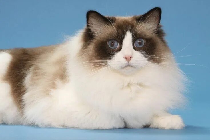 Кот породы рэгдолл фото Five universal personality traits of the Ragdoll cat Pets4Homes Ragdoll cat, Cat