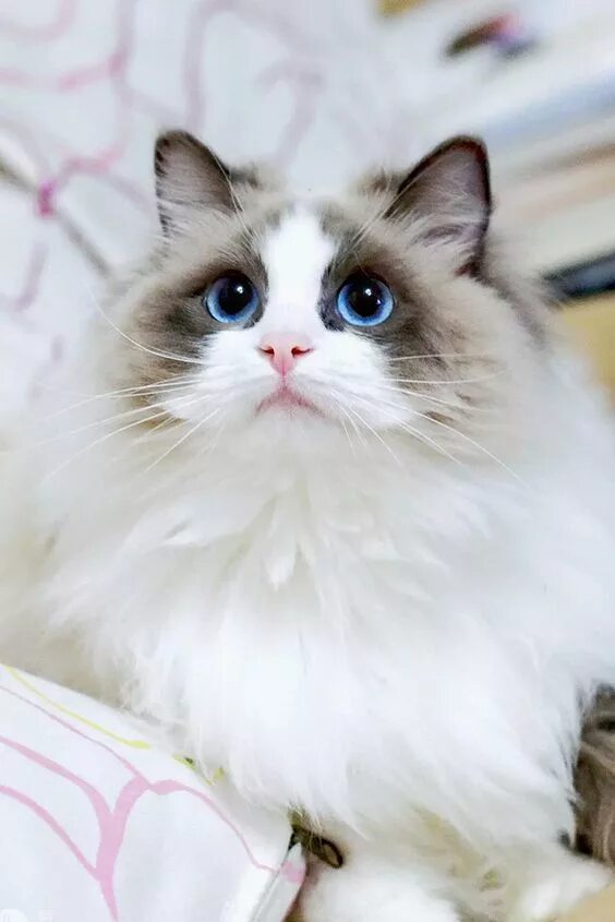 Кот породы рэгдолл фото FacWear Cat scottish fold, Beautiful cats, Cute little animals