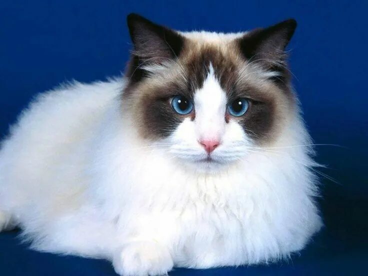 Кот породы рэгдолл фото tortie ragdoll kittens - Google Search Рэгдолл котята, Товары для животных, Крас