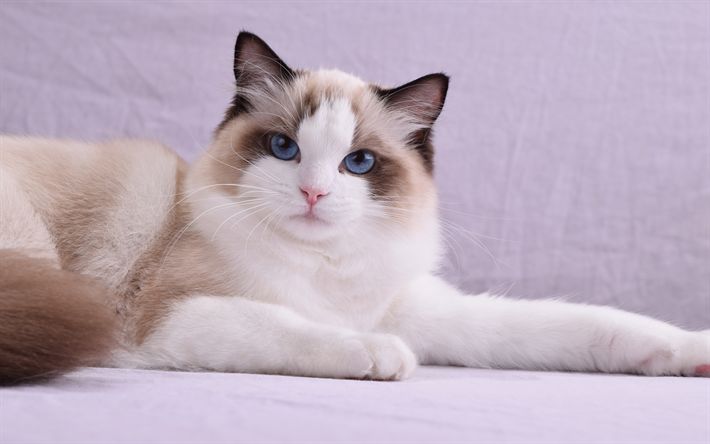 Кот породы рэгдолл фото Download wallpapers 4k, Ragdoll Cat, pets, blue eyes, cute animals, cats, Ragdol