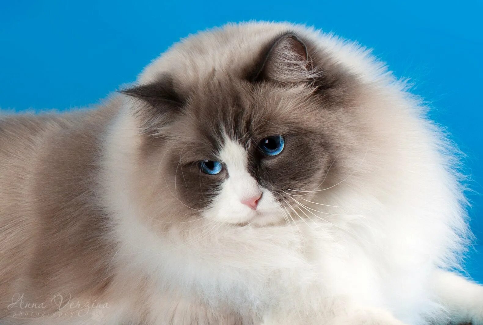 Кот породы рэгдолл фото Ragdoll city