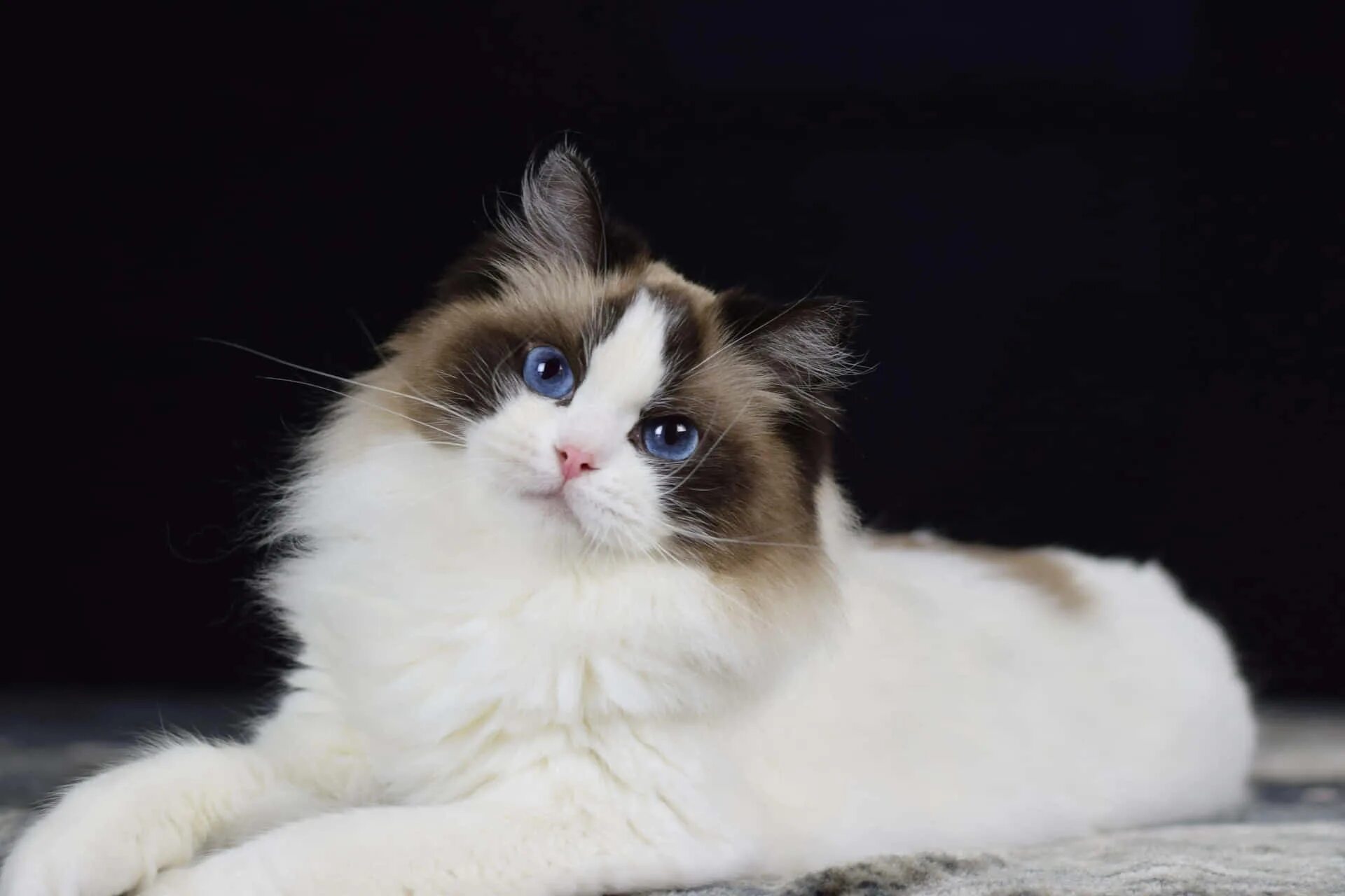Кот породы рэгдолл фото Download Adorable Ragdoll Cat Lounging Peacefully Wallpaper Wallpapers.com