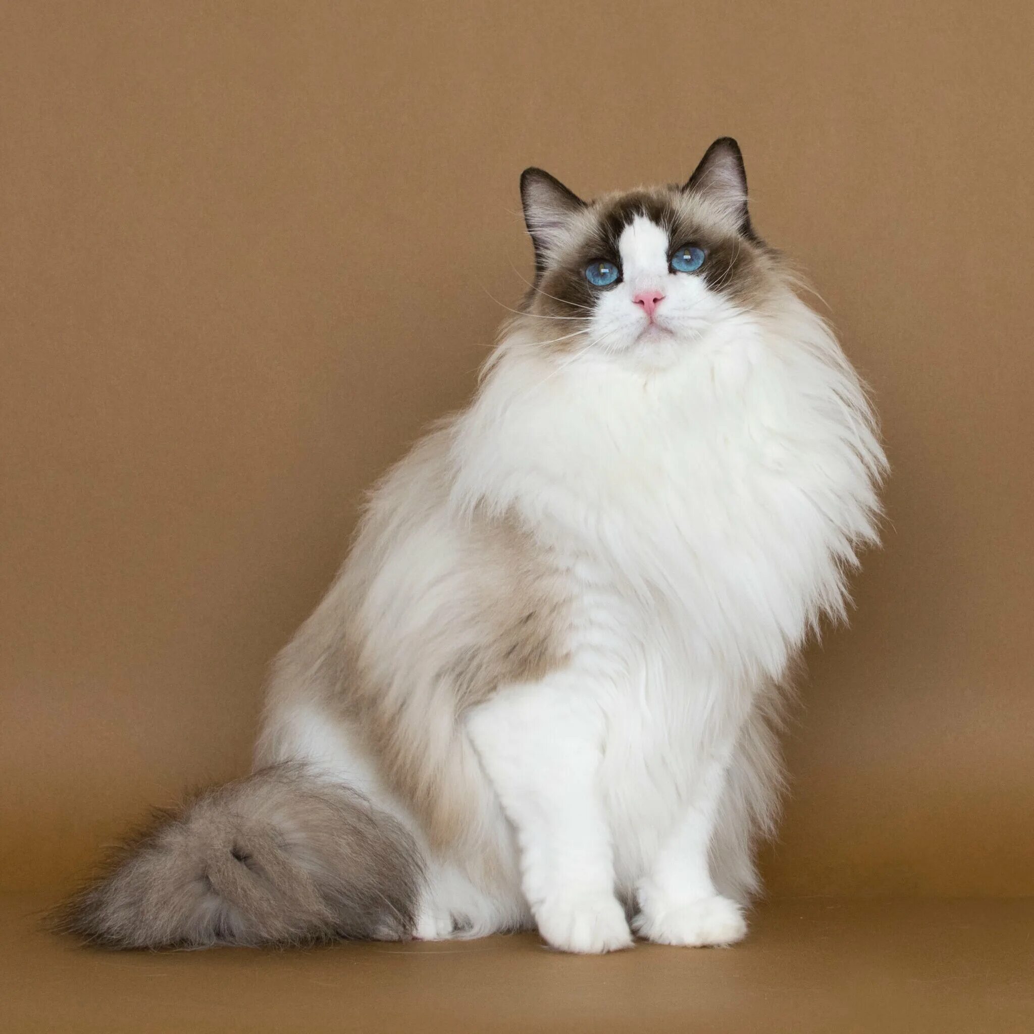 Кот породы рэгдолл фото Ragdoll Bicolor Clearance www.ulthera.ru