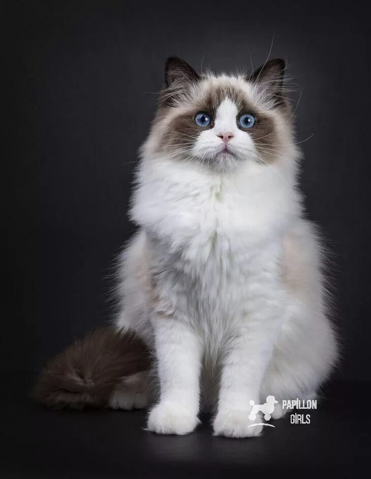 Кот породы рэгдолл фото #gatti #gatos #ragdoll #cats Ragdoll cat, Cat photography, Beautiful cats