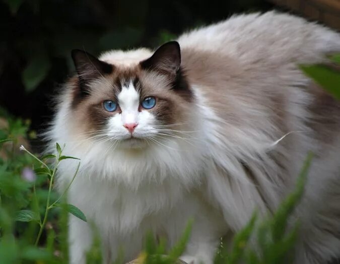 Кот породы рэгдолл фото Ragdoll Breed Characteristics and Information - IamCasper Cute cats, Cat breeds,