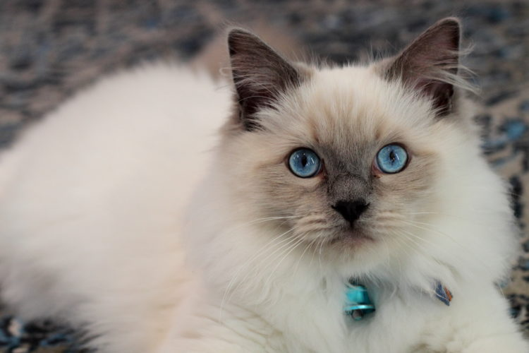 Кот породы рэгдолл фото 10 Things to Know about Cats with Blue Eyes Cat with blue eyes, Cats, Ragdoll ca