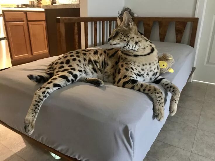 Кот породы саванна фото Pin by Ana on Cães perigosos in 2024 Serval cats, Exotic cats, Wild cats