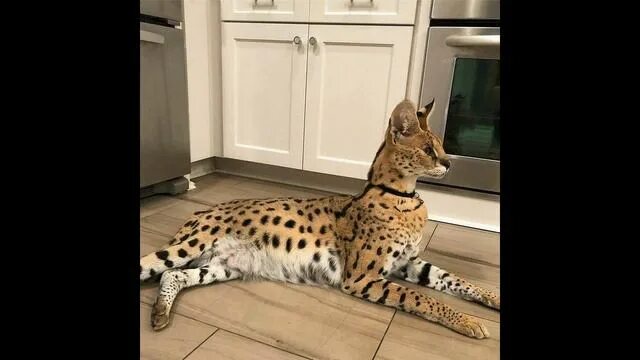 Кот породы саванна фото История сервала Шакиры Проект Аниты Serval Shakira - смотреть видео онлайн от "P