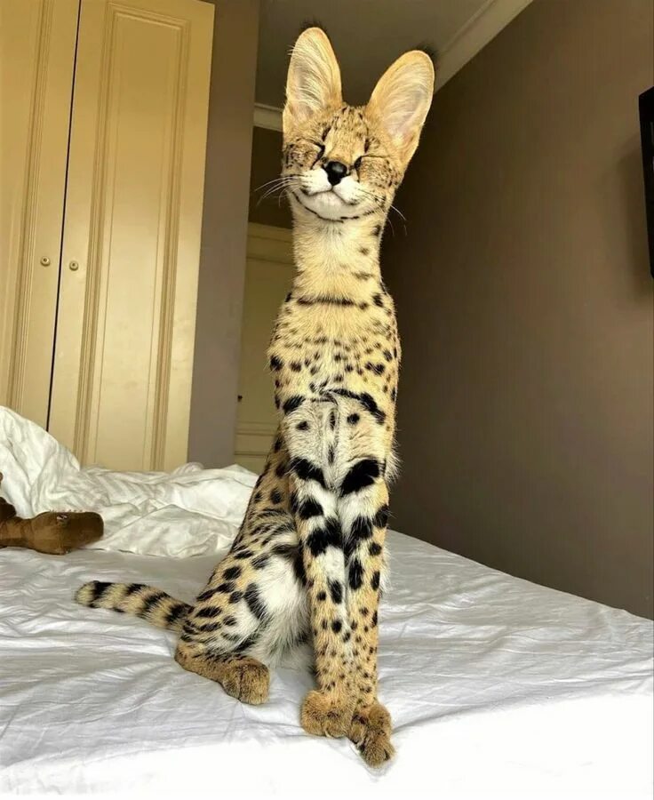 Кот породы саванна фото F1 Savannah Cat florida Illinois New Jersey Детеныши животных, Сервал, Очаровате