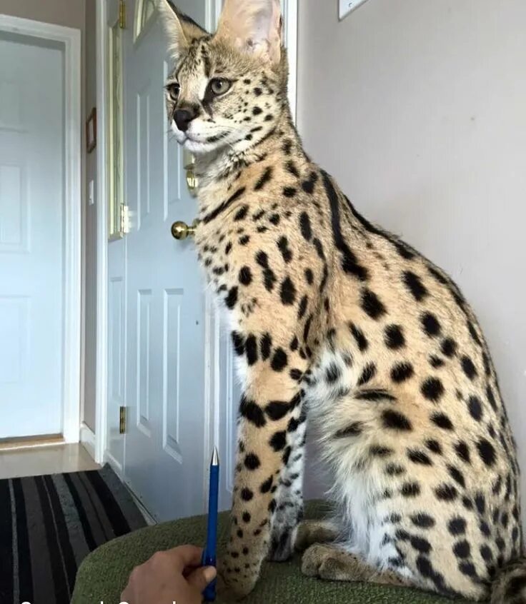 Кот породы саванна фото Los gatos Savannah son increíbles. Savannah cat, Giant cat, Savannah chat
