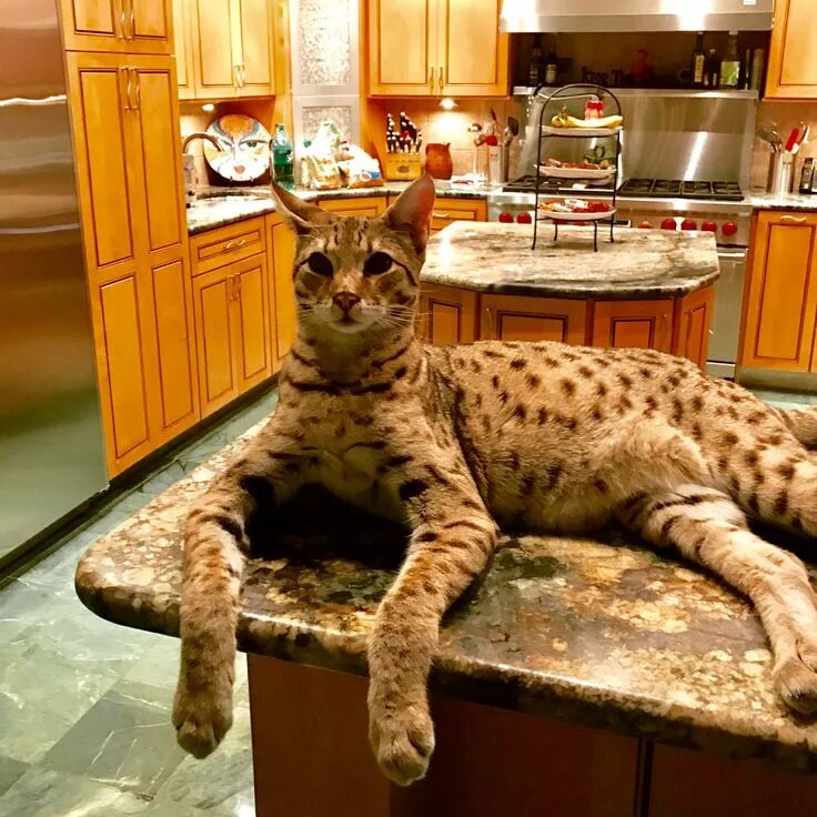Кот породы саванна фото Savannah Weights Page 41 Savannah Cat Chat - THE Place for Savannah Cat Talk Dom