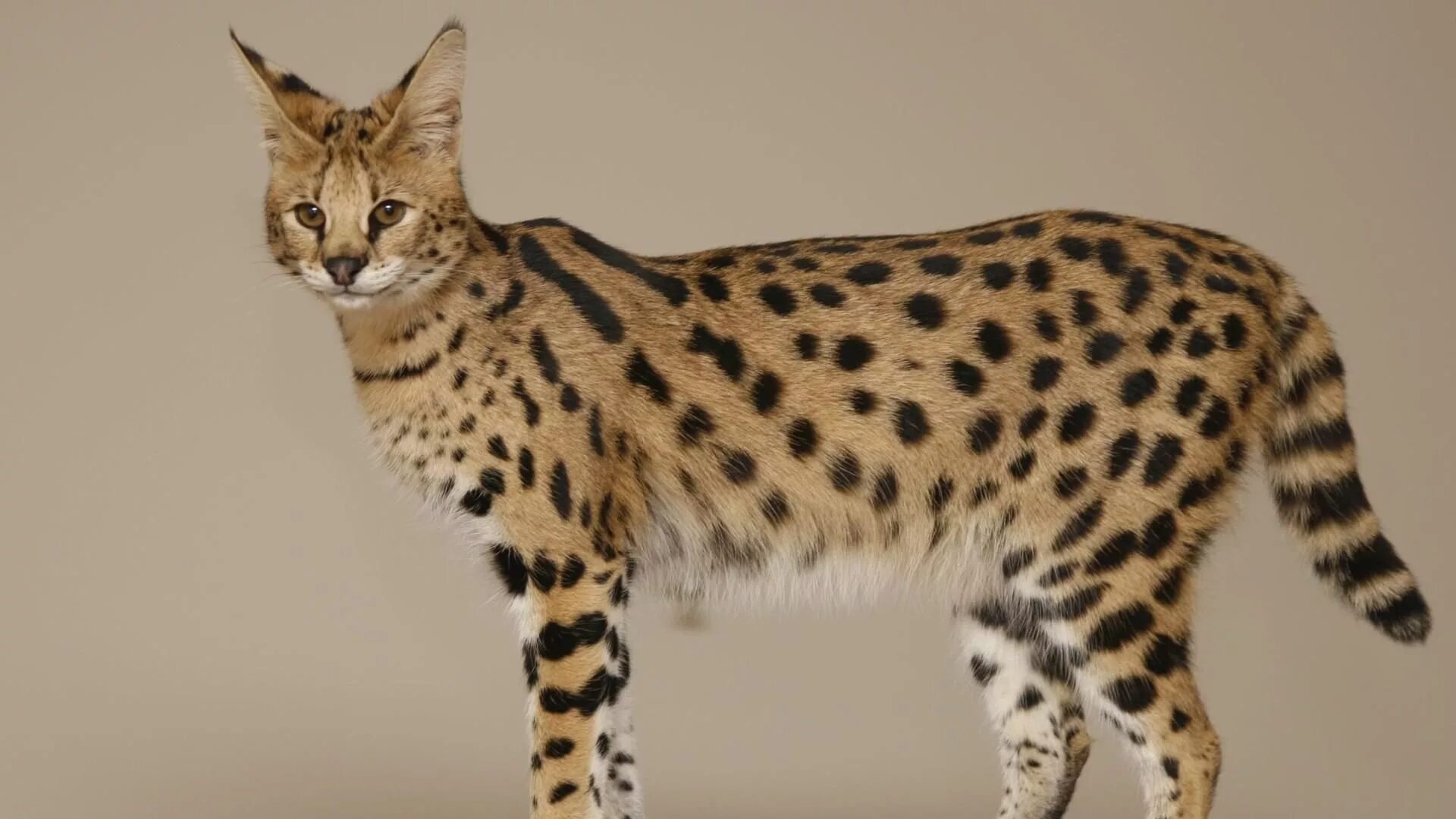 Кот породы саванна фото саванна Savannah cat, Cat breeds with pictures, Cat breeds