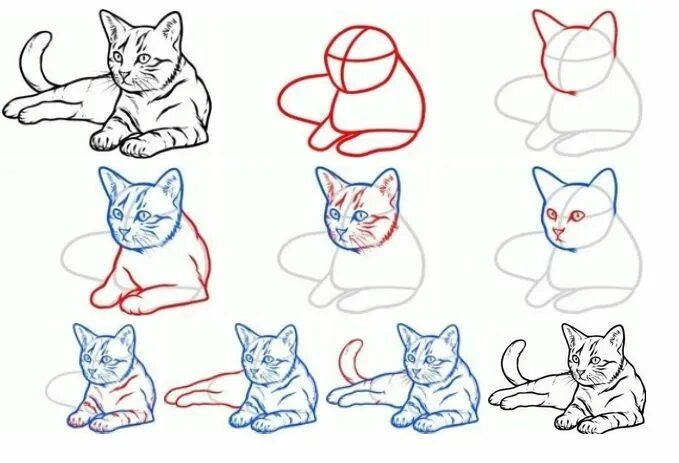 Кот пошаговое фото How to Draw a Cat Art Instructions