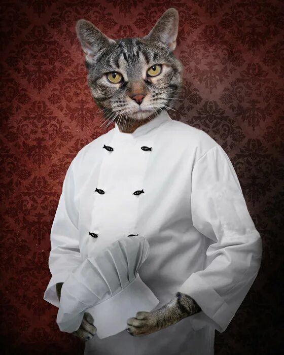 Кот повар фото Chef Cat Photo Print Tabby Cooking Cats Wall Art 5x7 8x10 - Etsy Chef cats, Cat 