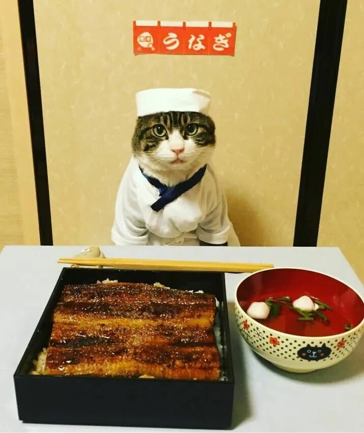 Кот повар фото Even Dog People Will Fall In Love With This Cosplaying Cat Chef ネ コ, 子 猫, イ ヌ