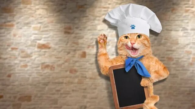 Кот повар фото Cat Chef Видеоматериалы: просматривайте 268 стоковое видео в формате HD Adobe St