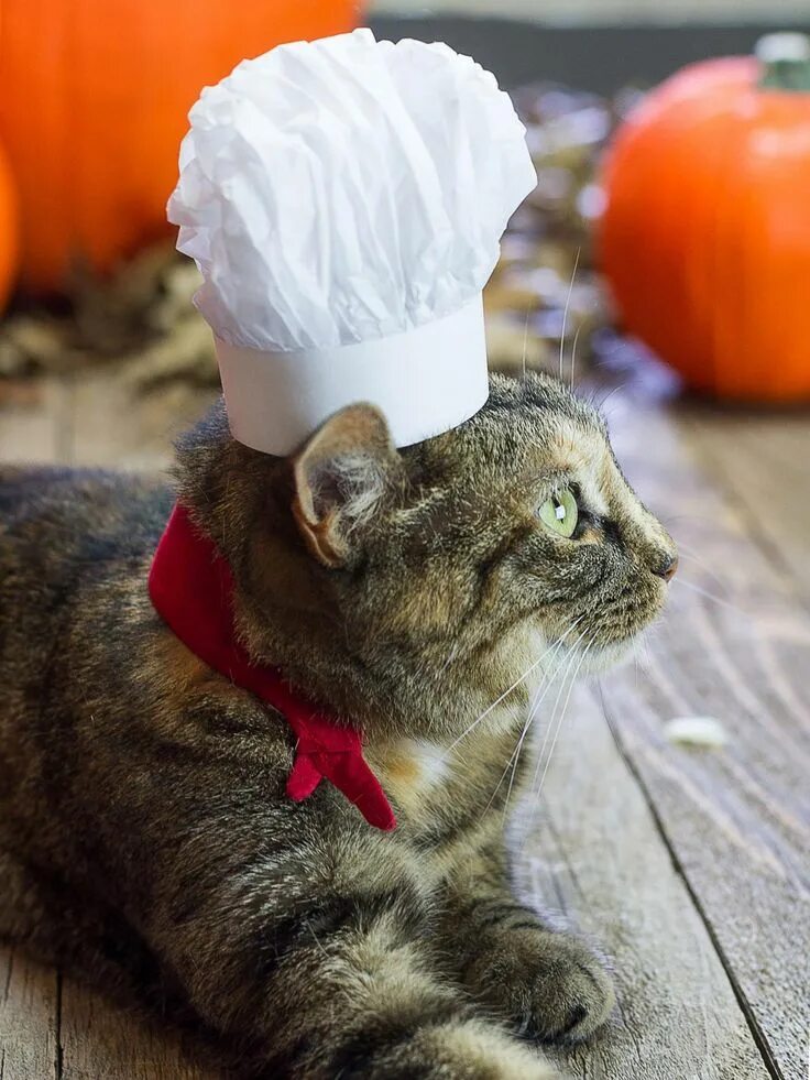 Кот повар фото 37 DIY Pet Costumes for Halloween Pet halloween costumes, Diy pet costumes, Hall