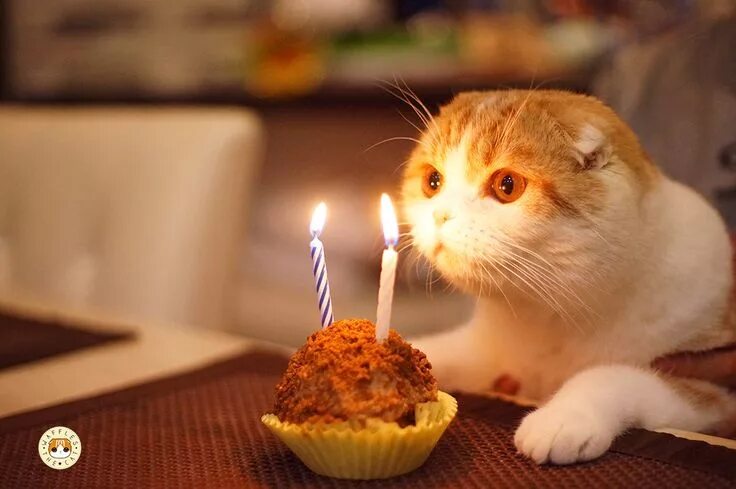 Кот поздравляет с днем рождения фото Aniversário do gato, Feliz aniversário gato, Gatos