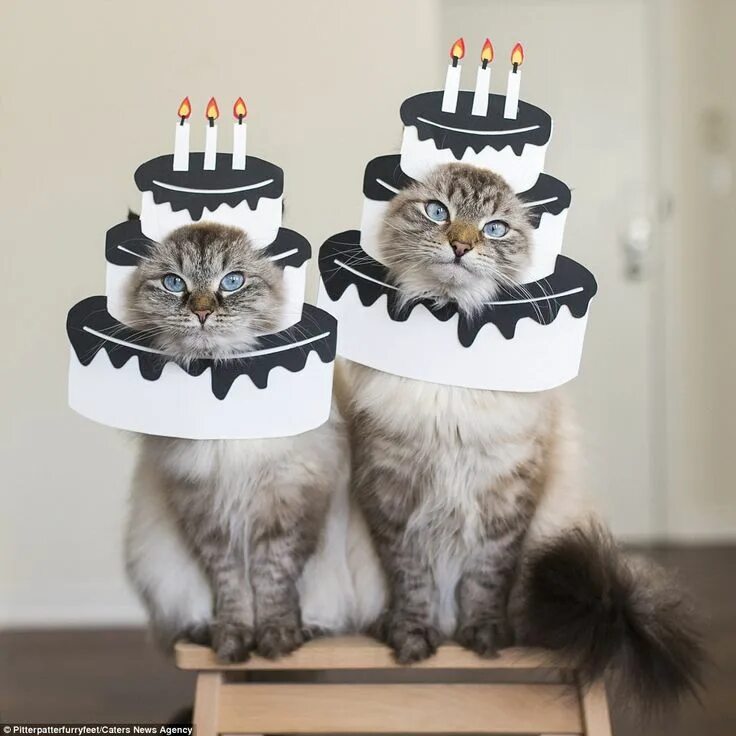 Кот поздравляет с днем рождения фото Adorable cats attract online fans with series of amusing portraits Cute cats, Fa