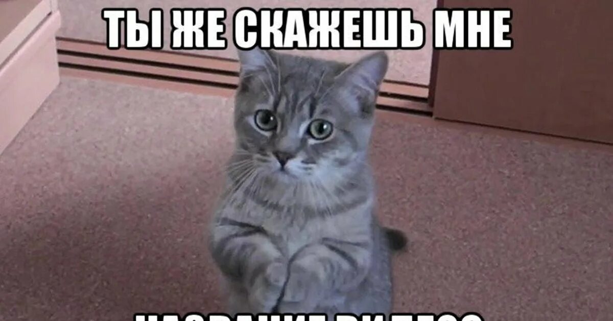 Кот просит фото Помогите найти видео! Взываю к силе Пикабу! Пикабу