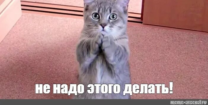 Кот просит фото Meme: "не надо этого делать!" - All Templates - Meme-arsenal.com