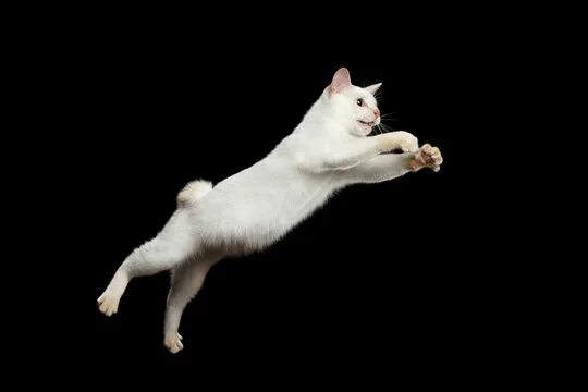 Кот прыгает фото Cat Jump Изображения: просматривайте стоковые фотографии, векторные изображения 