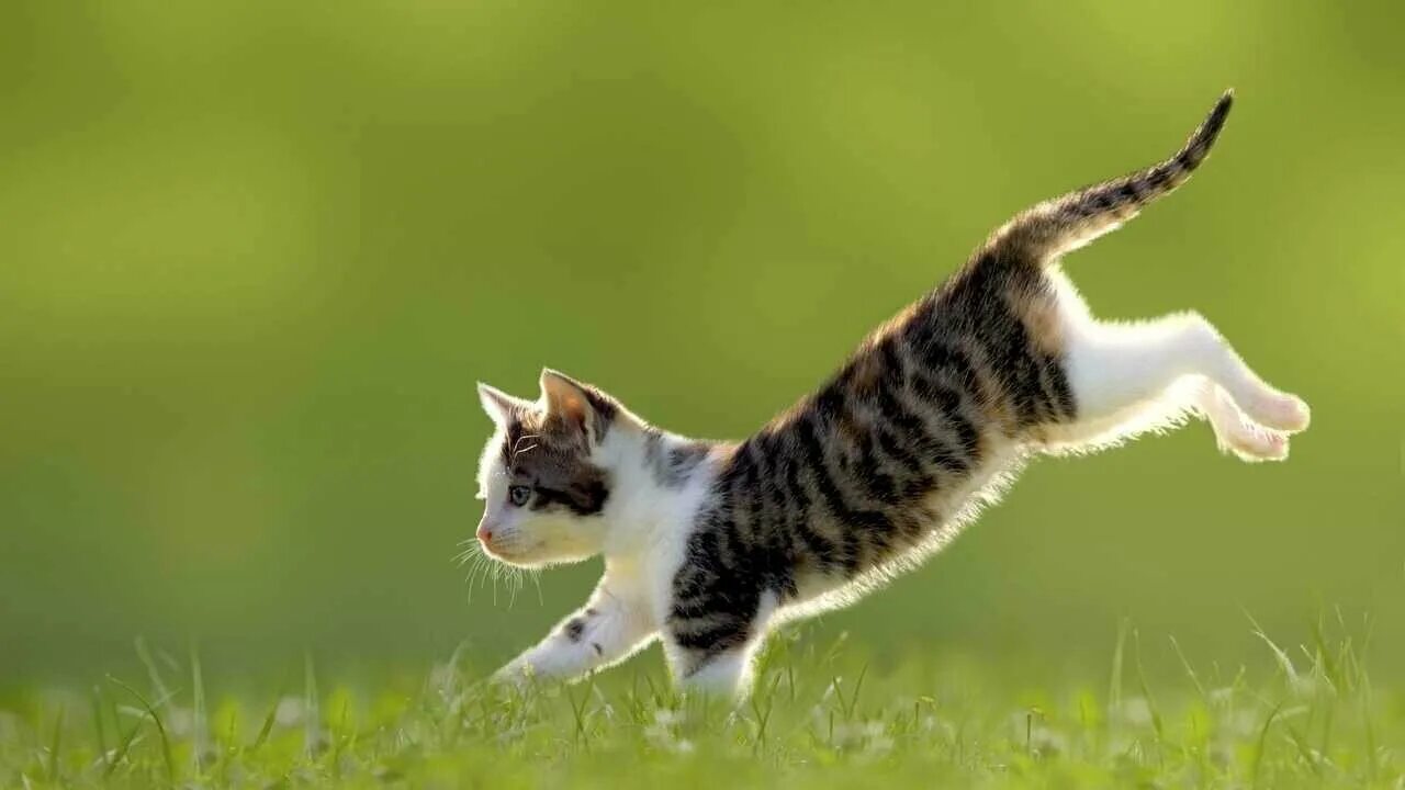 Кот прыгает фото Картина на холсте 60x110 LinxOne "Котенок кошка милый" интерьерная для дома / на