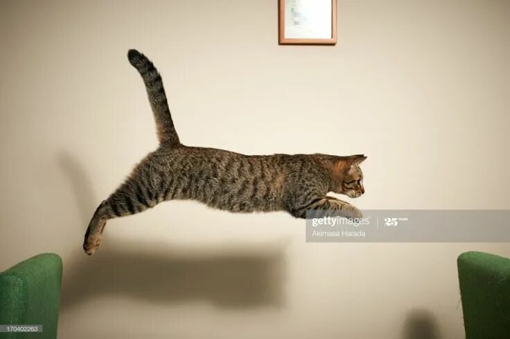 Кот прыгает фото Stock Photo : The cat jumping from chair to chair Cats, Cat pose, Cat reference