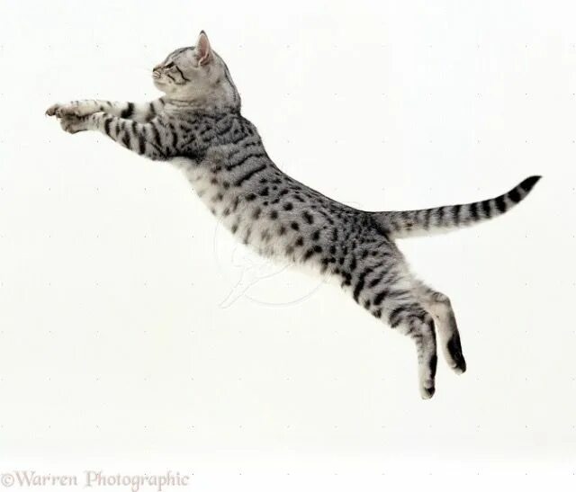 Кот прыгает фото Pin on Cat Poses :3 Silver tabby cat, Cat pose, Jumping cat
