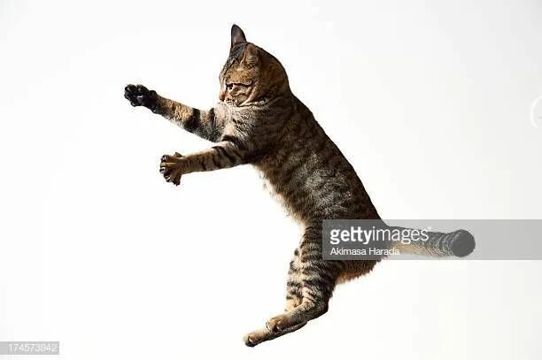 Кот прыгает фото Jumping cat Cats, Jumping cat, Domestic cat