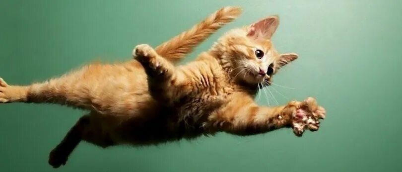 Кот прыгает фото Cat jump fail, Funny cats, Cats