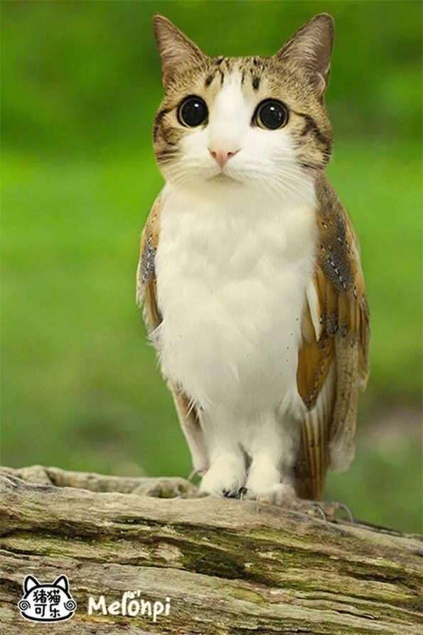 Кот птица фото Owl + cat = meowl Photoshopped animals, Animal mashups, Weird animals