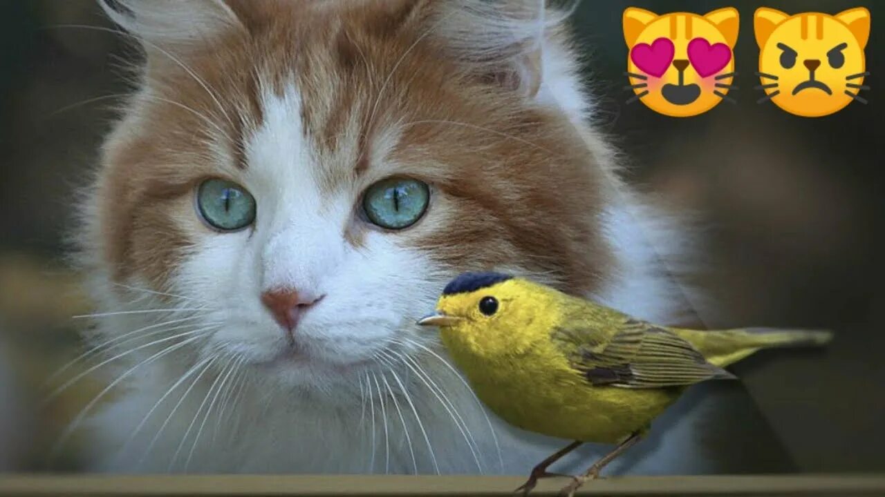 Кот птица фото Baby cats and bird's cute funny compilation 2 #cat #bird #funny #cute #love - Yo