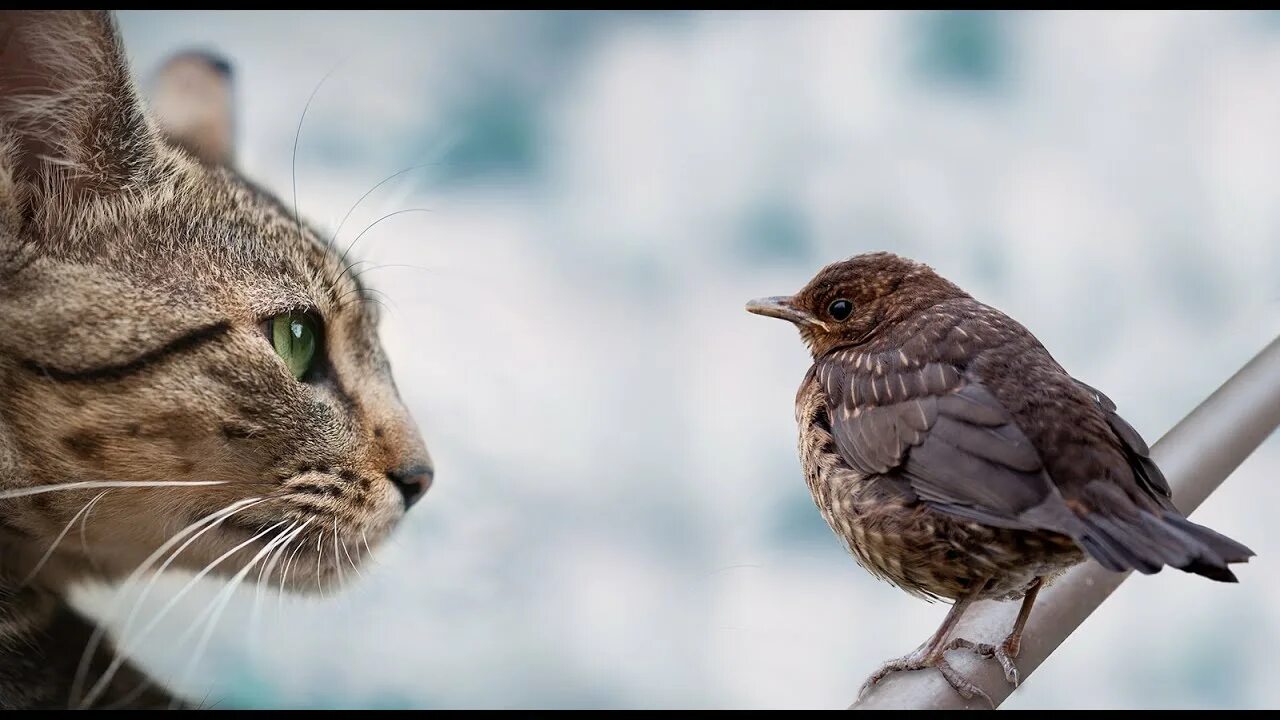 Кот птица фото Animal Matters: Cats & Birds - Finding Common Ground - YouTube