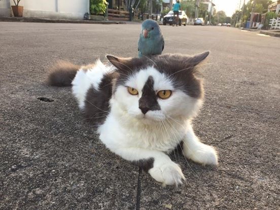 Кот птица фото Bird Conquers His Mortal Enemy, Now Forces the Cat to Carry Him Around Cats, Laz