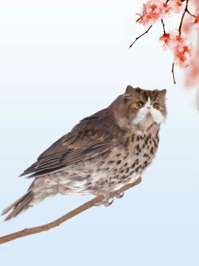Кот птица фото 68 Unusual Cat And Bird Hybrids Bred In Photoshop (Add Yours) Cute baby animals,