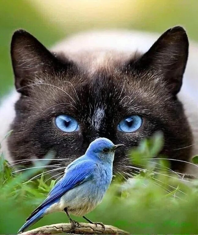 Кот птица фото Фото дня Интересный контент в группе Интересное о Планете Земля Cats, Cute anima