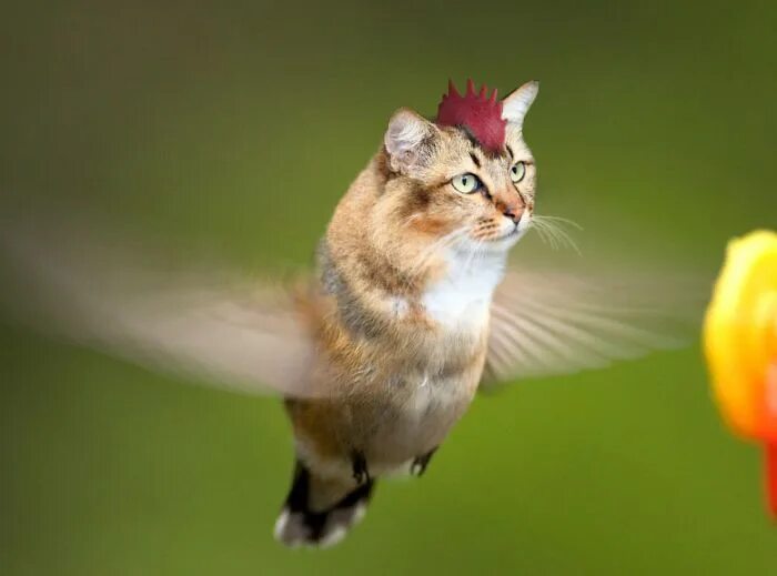 Кот птица фото The Internet Has Transformed Felines And Birds Into Hybrid Animals Photoshopped 