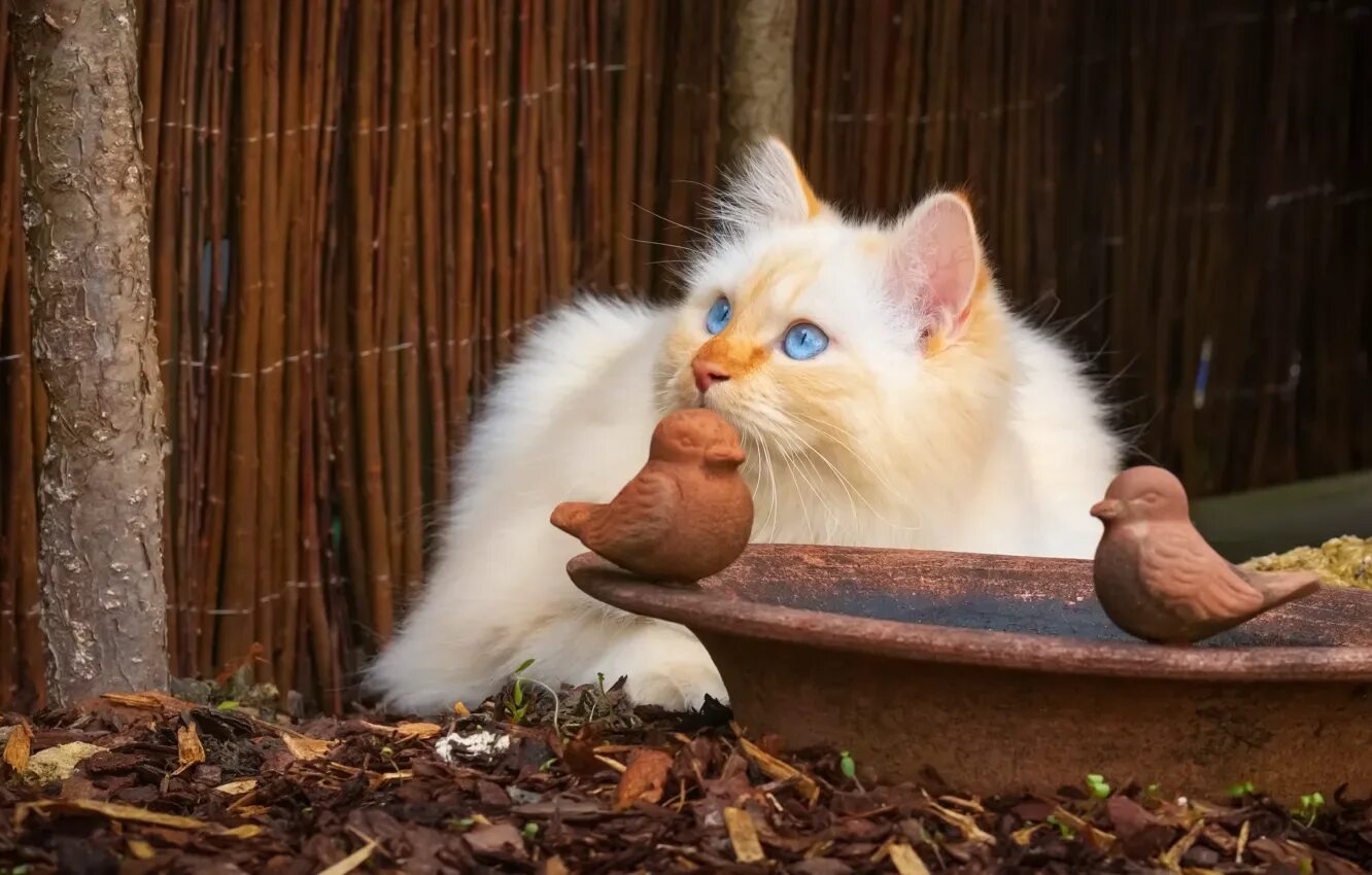 Кот птица фото Wallpaper cat, cat, look, kitty, the fence, portrait, bowl, fluffy for mobile an