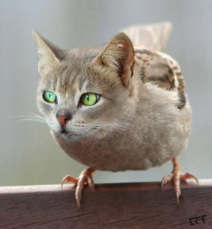 Кот птица фото 68 Unusual Cat And Bird Hybrids Bred In Photoshop (Add Yours) Сумасшедшие животн