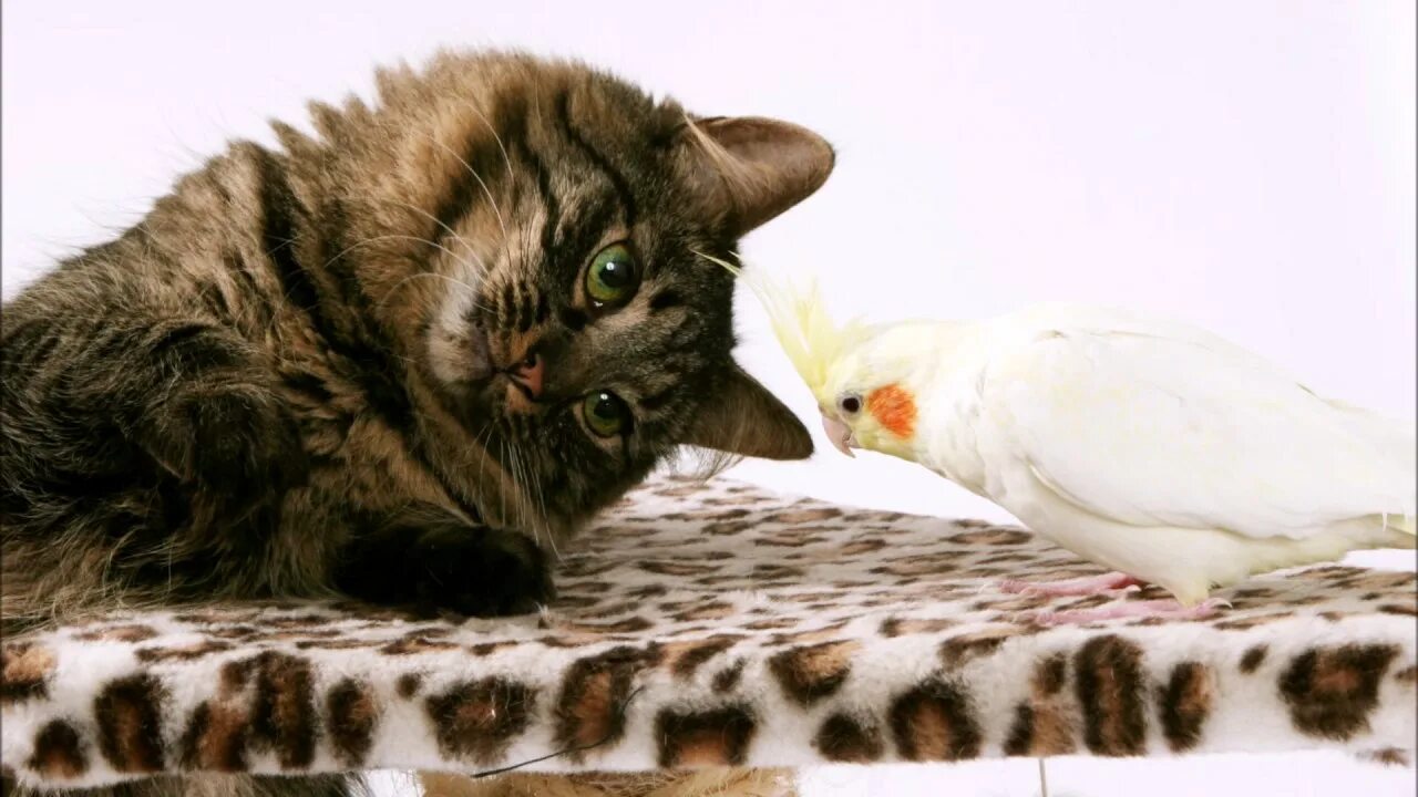 Кот птица фото Various BIRD Sounds GUARANTEED to Make Your Pet go WILD! Works for Cats, Dogs, a