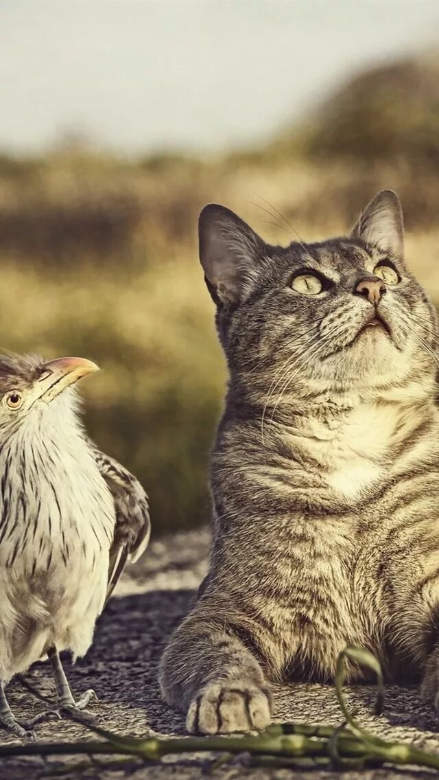 Кот птица фото Обои Птица и кот смотрят вверх 640x1136 iPhone 5/5S/5C/SE Изображение