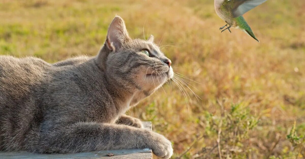 Кот птица фото Почему коты "стрекочут" при виде птиц