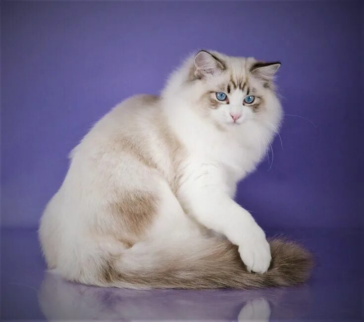 Кот рэгдолл фото цена ragdoll Ragdoll cat, Cats and kittens, Cat breeds