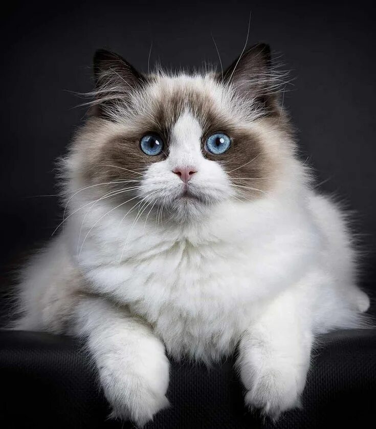 Кот рэгдолл фото цена Best Food For Ragdoll Cats - The Brands Breeders Recommend, And Why Animaux, Cha