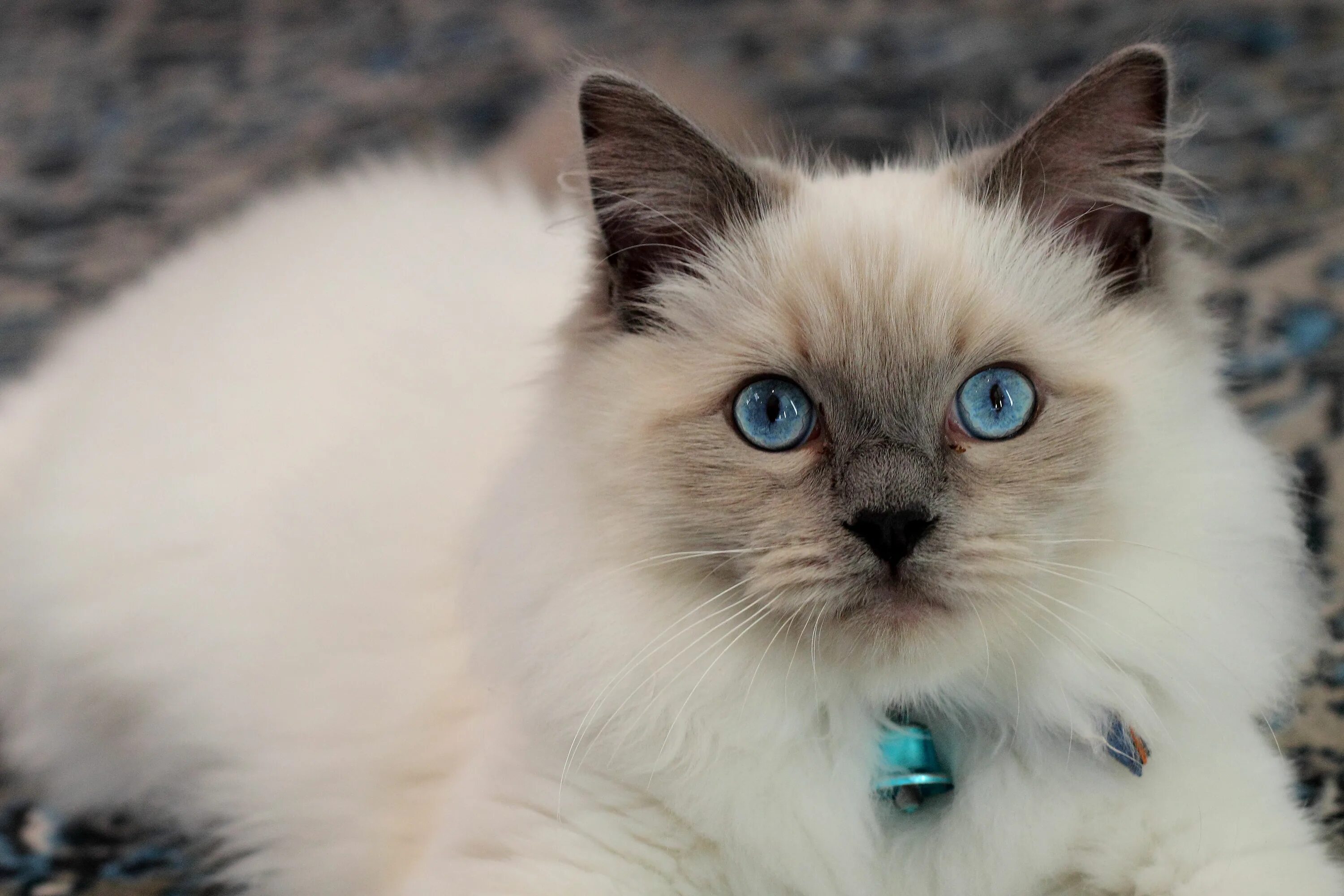 Кот рэгдолл фото цена Pin by kemah buck on Wedding Cat with blue eyes, Cats, Kitten breeds